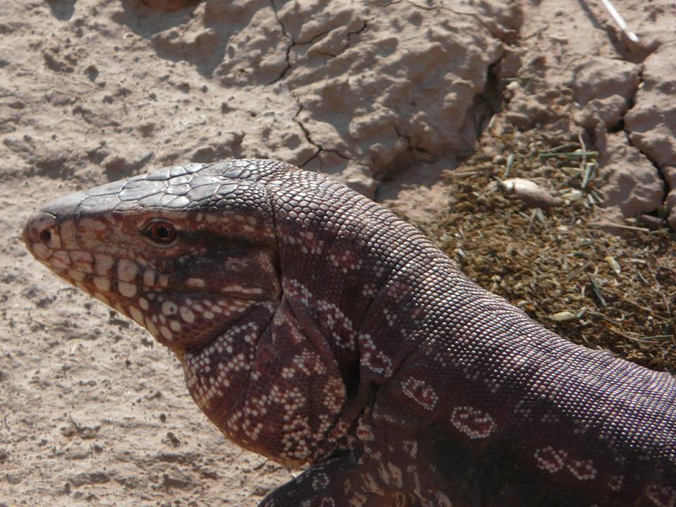 RED TEGU Salvator rufescens FAUNA PARAGUAY